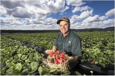  ?? Photo: Nigel Hallett ?? GREEN THUMB: Jon Carmichael, who cut his teeth in strawberry production on the Sunshine Coast, used his agricultur­al skills to help kick off strawberry production in Stanthorpe a few years ago.