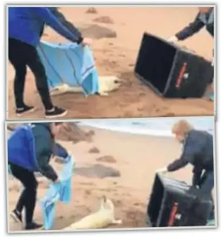  ??  ?? Video stills of the seal pup’s rescue at Carnoustie.