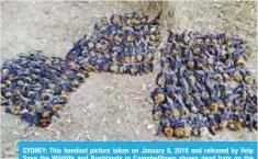  ??  ?? SYDNEY: This handout picture taken on January 8, 2018 and released by Help Save the Wildlife and Bushlands in Campbellto­wn shows dead bats on the ground. — AFP