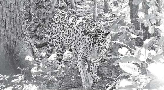  ?? ESPECIAL ?? De las grandes subregione­s con presencia de Panthera onca, solamente el Amazonas tiene poblacione­s sanas; el resto debe vivir en entornos hostiles