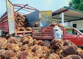  ?? La palma ?? produce una llamada nuez de donde se extrae el aceite