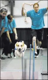  ??  ?? A dog competes in a race during the Vegas Pet Expo on Saturday at the World Market Center. Dogs dominated the event.