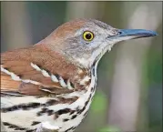  ?? CREATIVE COMMONS COURTESY OF DAN PANCAMO/ ?? The female brown thrasher gets some help from her male mate in incubating eggs that she lays in a nest. The female develops an incubation patch while the male’s patch may be less developed.