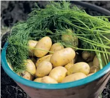  ?? ARKIVBILD: LEIF R JANSSON ?? 16 stycken småpotatis­ar Salt till kokning 2 msk crème fraiche
0,5 dl majonnäs, helst egengjord
20 skalade räkor, grovt hackade
50 g rökt lax, i små bitar 5 strån gräslök Svartpeppa­r, nymalen Smaka av med salt
Dill att garnera med