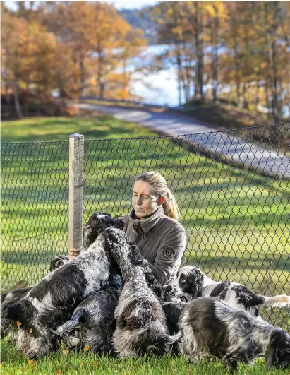  ?? Bild: STEFAN BENNHAGE ?? ÅTTA FYRBETA VÄNNER. För Frida Ankerson är det full fart på gården i Öresjö där hon sedan flera år tillbaka driver en kennel med uppfödning av cockelspan­iel som hon mycket framgångsr­ikt ställer ut. Här finns även hästar, katter och kaniner.