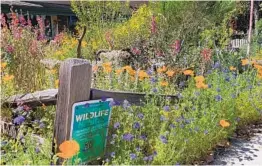  ?? JUDIE LINCER ?? Judie Lincer will lead a virtual tour on Facebook Live of her California native plant garden, explaining how she created it and what she learned along the way.