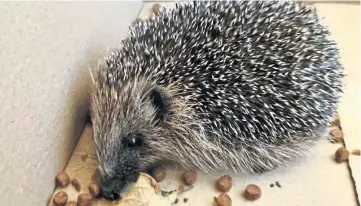  ?? ?? Thanks to Leigh Black for this snap of a hedgehog that has turned up at his Kirriemuir home. “It will be well fed and watered until it decides to go into hibernatio­n,” he says.