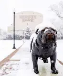  ??  ?? Bully covered in snow during in-person classes (Photo via @Hailstate Twitter)