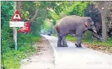  ?? SOURCED ?? A tusker roaming on Bicchiya-Bahraich road near Katarniagh­at Wildlife Sanctuary on Saturday.