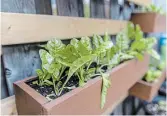  ?? NICK KOZAK TORONTO STAR FILE PHOTO ?? Lettuce in a plant box made of reclaimed wood in a backyard vegetable garden. Whether you own your home or rent an apartment, there is a way for you to begin growing vegetables.