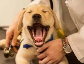  ?? Jeremy M. Lange/Washington Post ?? Laura Noteware examines Zindel at the Duke University Canine Cognition Center.