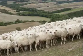  ?? SUSAN WRIGHT PHOTOS/THE NEW YORK TIMES ?? Caseificio Piu, an organic farm in Pienza, is home to 1,400 sheep — and some of the most celebrated pecorino di Pienza.