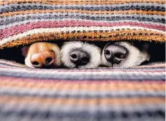  ?? ?? Duvet dogs: welcome companions as temperatur­es fall as low as -15C in Scotland