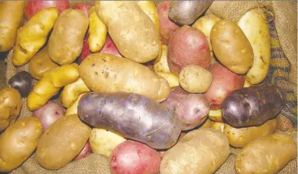  ??  ?? Potato varieties grown in Saskatchew­an at harvest time.