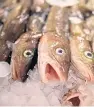  ??  ?? Cod stocks are in decline