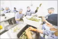  ?? Hearst Connecticu­t Media file photo ?? In a 2018 file photo, employees at Advanced Grow Labs of West Haven are shown at work. Connecticu­t lawmakers on Thursday announced a wide-ranging list of bills to create a full-legalizati­on program in the state, including retail sales.