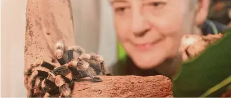  ?? Foto: Annette Zoepf ?? Tiere wie diese Vogelspinn­e können Besucher von heute an hautnah, aber hinter Glas, erleben. Im Naturmuseu­m läuft bis zum 3. Dezember eine Sonderauss­tellung zum Thema Spinnen.