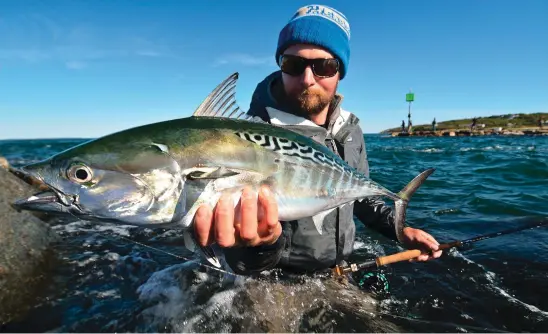  ??  ?? Wavy lines, splashes of green and iridescent mother of pearl make the false albacore a handsome fly- and light-tackle adversary.