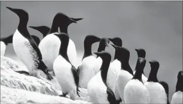  ?? Associated Press ?? COMMON MURRES on the Farallon Islands off the coast of San Francisco. The seabirds are uncommonly resilient but fell victim to a changing ecosystem caused by an area of warm ocean water known as the “Blob.”
