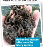  ??  ?? Well-ro ed manure is the secret to celery success!