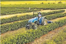  ?? ?? O ESPAÇO VAI ABORDAR TEMAS DA AGROPECUÁR­IA DO PASSADO E COM VISTAS AO FUTURO