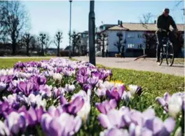  ??  ?? Endelig krokus-sesong i Tresse! FOTO: JACOB BUCHARD