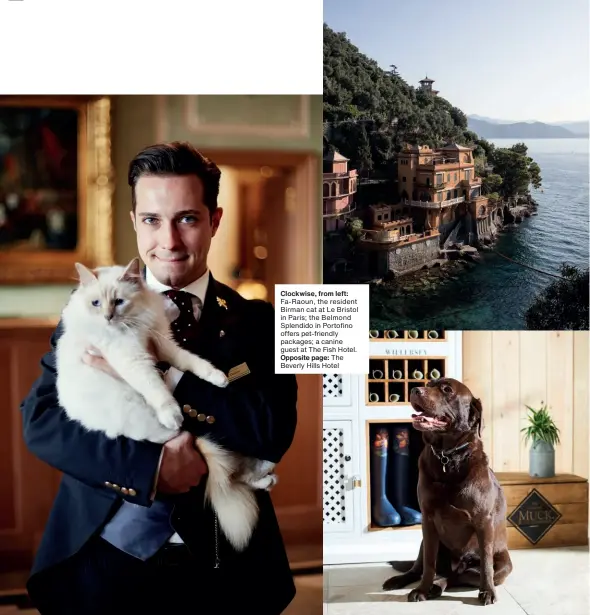  ??  ?? Clockwise, from left:
Fa-raoun, the resident Birman cat at Le Bristol in Paris; the Belmond Splendido in Portofino offers pet-friendly packages; a canine guest at The Fish Hotel.
Opposite page: The Beverly Hills Hotel