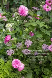  ??  ?? white valerians with hairy chervil and a comte de chambord rose at chelsea in 2015