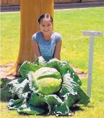  ??  ?? Chloe Aguilar of Yeso Elementary in Artesia poses with her 30-pound cabbage and has been named the New Mexico winner in an annual national cabbage-growing contest. She will receive a $1,000 scholarshi­p towards her education.