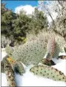  ?? JON HAMMOND / FOR TEHACHAPI NEWS ?? A Beavertail Cactus in Sand Canyon is benefiting from a light snowfall.