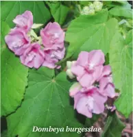  ??  ?? Dombeya burgessiae