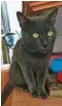  ??  ?? Il gatto Pixi– Huarache: l’animale vive a Tampico, una cittadina affacciata sul Golfo del Messico