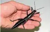  ??  ?? An adult female Dryococelu­s australis, also known as the Lord Howe Island stick insect which was once declared extinct, still lives.