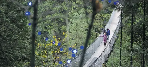  ?? PHOTOS: JASON PAYNE ?? Each Douglas fir has more than 8,000 lights on it when decked out for the Capilano Suspension Bridge’s seasonal Canyon Lights spectacle.