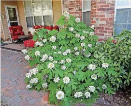  ?? [PHOTO PROVIDED] ?? This is an Oakleaf hydrangea in summer.