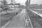  ?? TIMOTHY MOUSSEAU VIA AP ?? Dogs are seen in the Chernobyl area of Ukraine on Oct. 3. More than 35 years after the world’s worst nuclear accident, the dogs of Chernobyl roam among decaying, abandoned buildings in and around the closed plant – able to find food, breed and survive.