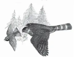  ??  ?? Illustrati­ons by Mark Szantyr from the book “Birder Berry Lane: Three Acres, Twelve Months, Thousands of Birds.” by Robert Tougias include a Barred Owl, top, and a Sharp-shinned Hawk.