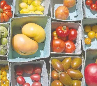  ?? GABRIELLE RHOADS/THE MORNING CALL PHOTOS ?? Dan Waber of East Greenville grows and sells 320 types of tomatoes. There is a wide variety of shapes, sizes, colors, textures, and flavors.