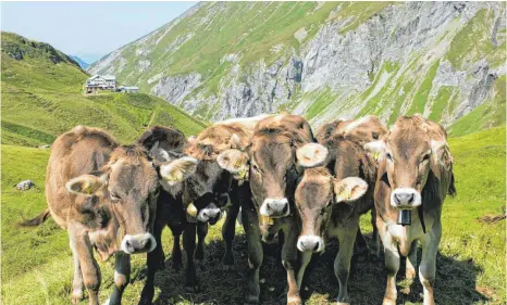  ?? FOTO: RALF LIENERT ?? Noch genießen 28 000 Jungrinder ihr Leben hoch oben auf den Alpweiden der Allgäuer Alpen. Im September müssen sie zurück ins Tal und zu ihren Besitzern in den Stall. Die Viehscheid­e werden diesmal in kleinem Rahmen stattfinde­n und unter Ausschluss der Öffentlich­keit.