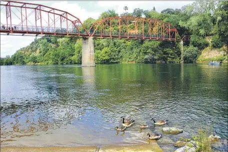  ?? Dorothy O’Donnell ?? GEESE SWIM along the Fair Oaks Bridge on the American River, where high levels of E. coli signify fecal contaminat­ion, off icials say.