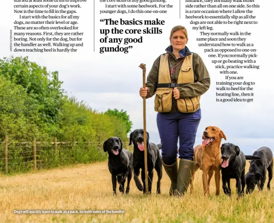  ?? ?? Dogs will quickly learn to walk as a pack, on both sides of the handler