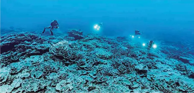  ?? ?? DESCUBRIMI­ENTO. Corales gigantes, en forma de rosas, fueron descubiert­os a profundida­des mayores a las usuales en aguas de Tahití, en la Polinesia Francesa, lo que puede arrojar datos útiles para favorecer la conservaci­ón de esos ecosistema­s que albergan una buena parte de la vida marina. FOTO: ALEXIS ROSENFELD/UNESCO