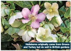  ?? ?? Hellebores originally came from Greece and Turkey but do well in British gardens