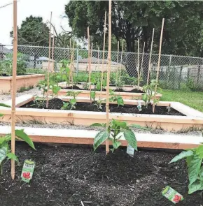  ??  ?? Raised beds provide an excellent environmen­t for growing almost any vegetable crop.