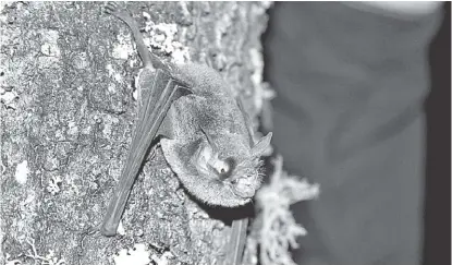  ??  ?? Los murciélago­s pueden desde controlar plagas de insectos hasta polinizar los bosques y huertos