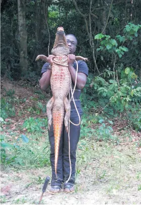  ?? Pictures: AFP ?? ANOMALY. A researcher shows the orange under-skin of an Abanda cave crocodile.