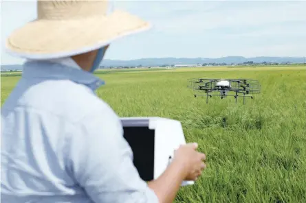  ?? — Reuters ?? A drone flies over a paddy field, spraying pesticide while diagnosing growth of individual rice stalks, during a demonstrat­ion in Tome.