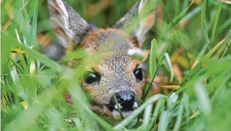  ?? Foto: Tom Engel ?? Im Mai und Juni kommen die Rehkitze zur Welt. In den ersten Wochen verharren die Tiere regungslos im hohen Gras – was tödliche Folgen haben kann, wenn die Wiese ge mäht wird.