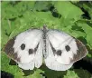  ??  ?? The great white butterfly.