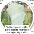  ??  ?? Old bedspreads offer protection to fruit trees during frosty spells
